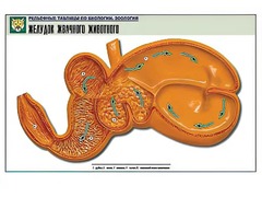 Рельефная таблица "Желудок жвачного животного" (формат А1, матовое ламинирование) - fgospostavki.ru - Апатиты