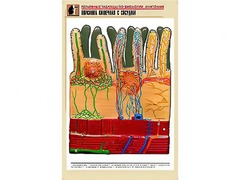 Рельефная таблица "Ворсинка кишечная с сосудом" (формат А1, матовое ламинирование) - fgospostavki.ru - Апатиты