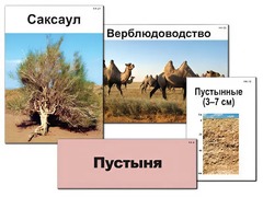 Модель-аппликация "Природные зоны России" (ламинированная) - fgospostavki.ru - Апатиты