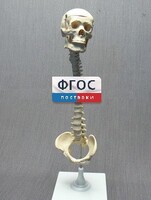 Модель "Позвоночник с черепом и тазом" - fgospostavki.ru - Апатиты