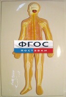 Модель барельефная "Нервная система человека" - fgospostavki.ru - Апатиты
