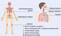Интерактивные курсы. Биология 9 класс. Базовый. - fgospostavki.ru - Апатиты