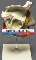 Модель "Разрез носоглотки" - fgospostavki.ru - Апатиты