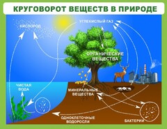 Стенд "Круговорот веществ" - fgospostavki.ru - Апатиты
