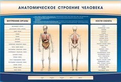 Электрифицированный стенд-тренажер c макетом скелета "Анатомическое строение человека" - fgospostavki.ru - Апатиты