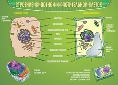 Стенд "Строение животной и растительной клеток" - fgospostavki.ru - Апатиты