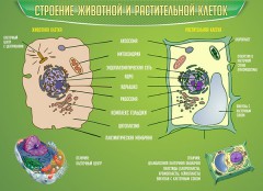  Биология - fgospostavki.ru - Апатиты