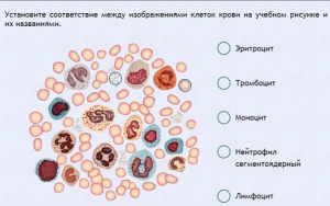 Интерактивные курсы. Биология 11 класс. Расширенный. - fgospostavki.ru - Апатиты