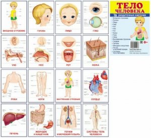 Раздаточные карточки "Тело человека" - fgospostavki.ru - Апатиты