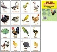 Раздаточные карточки "Птицы домашние и декоративные" - fgospostavki.ru - Апатиты