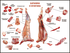 Таблица "Правила разделки мясных туш. Баранина и ягнятина" (100х140 сантиметров, винил) - fgospostavki.ru - Апатиты