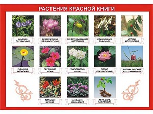 Таблица демонстрационная "Растения Красной книги" (винил 70*100) - fgospostavki.ru - Апатиты
