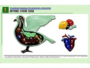 Рельефная таблица "Внутреннее строение голубя" (формат А1, матовое ламинирование) - fgospostavki.ru - Апатиты