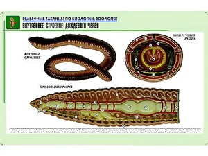Рельефная таблица "Внутреннее строение дождевого червя" (формат А1, матовое ламинирование) - fgospostavki.ru - Апатиты