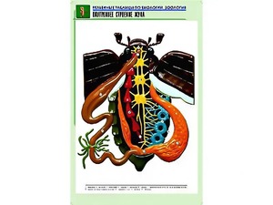 Рельефная таблица "Внутреннее строение жука" (формат А1, матовое ламинирование) - fgospostavki.ru - Апатиты