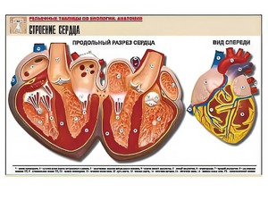 Рельефная таблица "Строение сердца" (формат А1, матовое ламинирование) - fgospostavki.ru - Апатиты