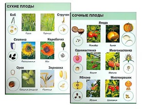 Коллекция "Семена и плоды" - fgospostavki.ru - Апатиты