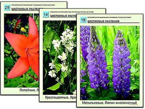 Гербарий фотографический "Основные группы растений" - fgospostavki.ru - Апатиты