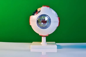 Модель глаза - fgospostavki.ru - Апатиты