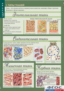 Комплект таблиц. Биология 8-9 класс. Человек. - fgospostavki.ru - Апатиты