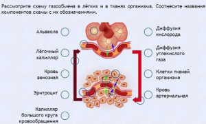 Интерактивные курсы. Биология 9 класс. Расширенный. - fgospostavki.ru - Апатиты