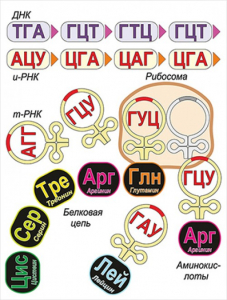Модель-аппликация Биосинтез белка - fgospostavki.ru - Апатиты