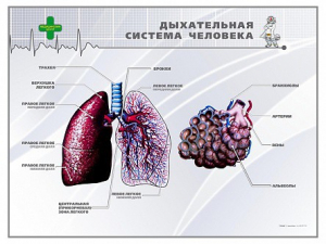 Стенд "Дыхательная система человека" - fgospostavki.ru - Апатиты