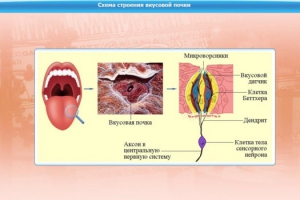 Интерактивные курсы. Биология 10 класс. Базовый. - fgospostavki.ru - Апатиты