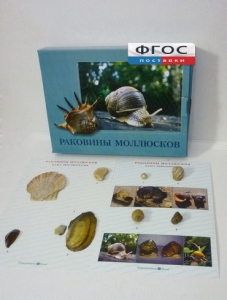 Коллекция "Раковины моллюсков" - fgospostavki.ru - Апатиты