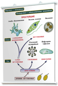 Плакаты по биологии для оформления кабинета. - fgospostavki.ru - Апатиты