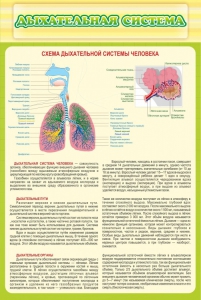 Стенд "Дыхательная система" - fgospostavki.ru - Апатиты