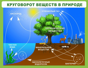 Стенд "Круговорот веществ" - fgospostavki.ru - Апатиты