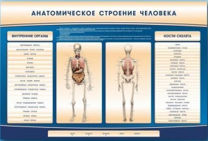 Электрифицированный стенд-тренажер c макетом скелета "Анатомическое строение человека" - fgospostavki.ru - Апатиты