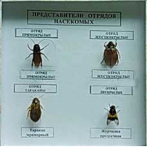 Коллекция энтомологическая "Представители отряда насекомых" - fgospostavki.ru - Апатиты