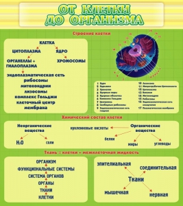 Стенд "От клетки до организма" - fgospostavki.ru - Апатиты