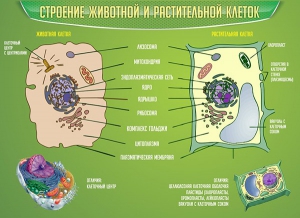 Стенд "Строение животной и растительной клеток" - fgospostavki.ru - Апатиты