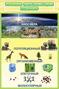 Стенд "Уровни организации живого" - fgospostavki.ru - Апатиты
