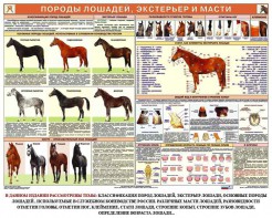 Комплект плакатов "Служебное коневодство" - fgospostavki.ru - Апатиты