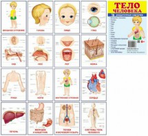Раздаточные карточки "Тело человека" - fgospostavki.ru - Апатиты