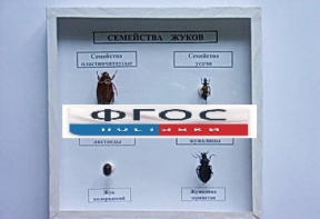 Коллекция "Семейство жуков" - fgospostavki.ru - Апатиты