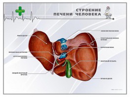 Стенд "Строение печени человека" - fgospostavki.ru - Апатиты
