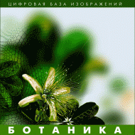 Ботаника. (Цифровая база изображений) - fgospostavki.ru - Апатиты