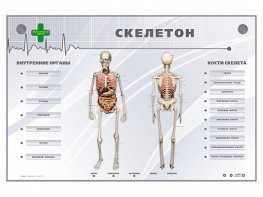 Электрифицированный стенд-тренажер "Скелетон" - fgospostavki.ru - Апатиты