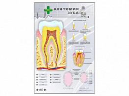 Электрифицированный стенд "Анатомия зуба" - fgospostavki.ru - Апатиты