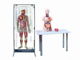 Интерактивный учебный комплекс "Анатомический атлас 3D" - fgospostavki.ru - Апатиты