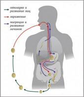 Модель-аппликация Цикл развития аскариды - fgospostavki.ru - Апатиты