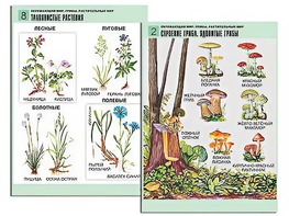 Комплект таблиц "Окружающий мир. Грибы. Растительный мир" (12 таблиц, А1, ламинированные) - fgospostavki.ru - Апатиты