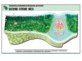 Рельефная таблица "Клеточное строение листа" (формат А1, матовое ламинирование) - fgospostavki.ru - Апатиты