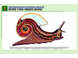 Рельефная таблица "Внутреннее строение брюхоногого моллюска" (формат А1, матовое ламинирование) - fgospostavki.ru - Апатиты