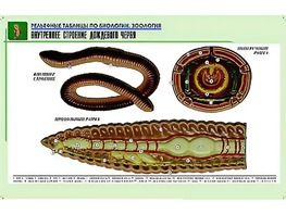 Рельефная таблица "Внутреннее строение дождевого червя" (формат А1, матовое ламинирование) - fgospostavki.ru - Апатиты